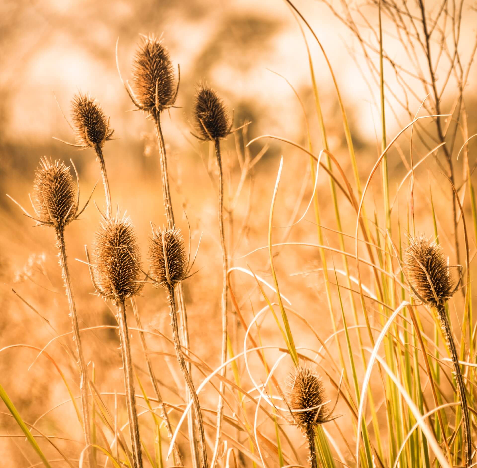 peaceful-golden-nature-2022-11-10-10-47-58-utc